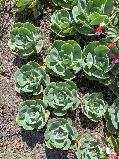 Des fleurs succulentes de rose de pierre plantées dans le jardin