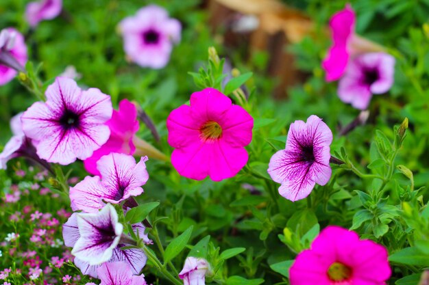 Des fleurs de Supertunia fleurissent dans le jardin.