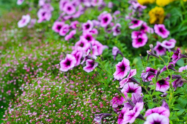 Photo des fleurs de supertunia avec des fleurs de gypsophila dans le jardin