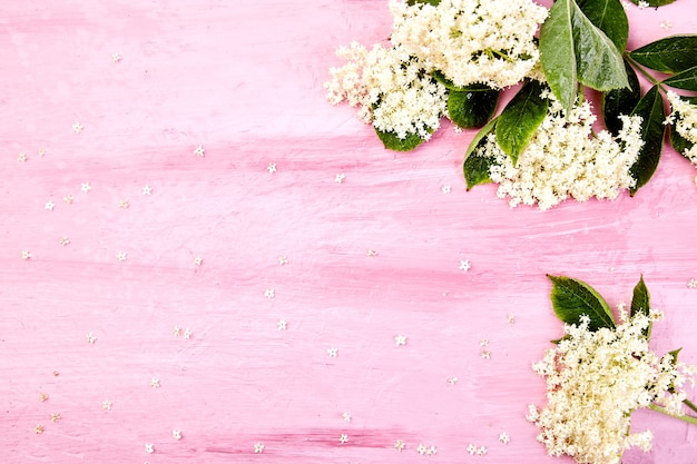 Fleurs de sureau blanches avec des feuilles