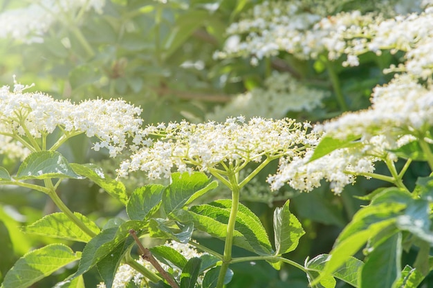 Fleurs de sureau. Fleur de sureau.