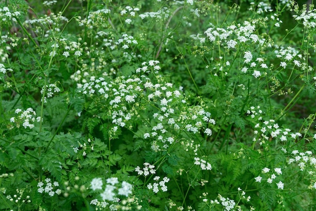 Photo fleurs de sureau