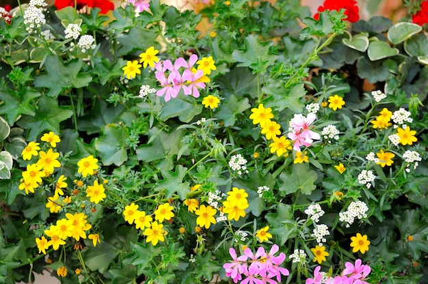 Fleurs suspendues à l'entrée du restaurant