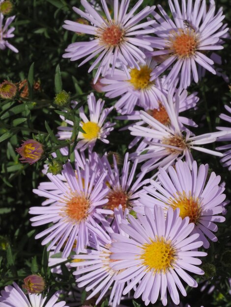Photo les fleurs de symphyotrichum novibelgii dans le jardin d'automne