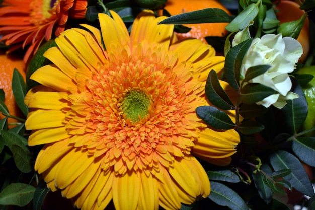 FLEURS D'ÉTÉ SANS GODET