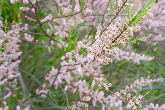 Fleurs de tamaris à quatre étamines poussant à l'extérieur dans le jardin Couleur rose pâle pour les arrière-plans