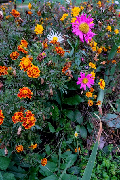 Photo fleurs tardives d'automne sur un parterre de fleurs de ville après une pluie d'automne par temps nuageux