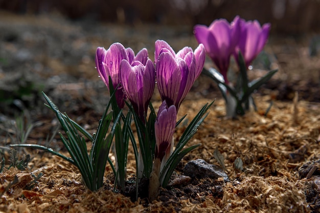 Fleurs tendres et lumineuses du premier printemps crocus violets dans un gros plan de clairière forestière