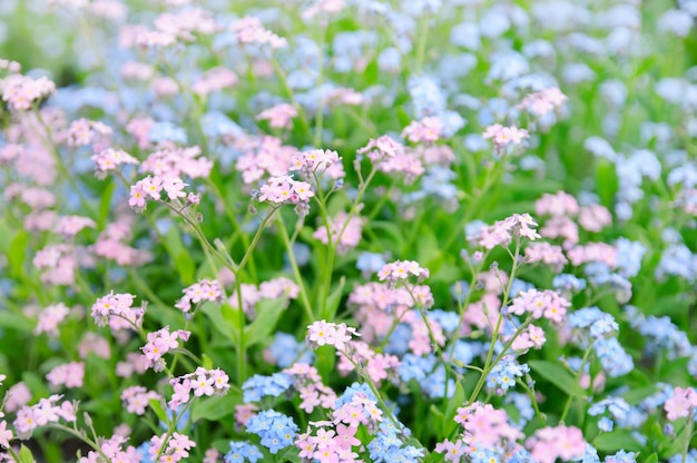 Fleurs tendres de myosotis fleurissant au printemps