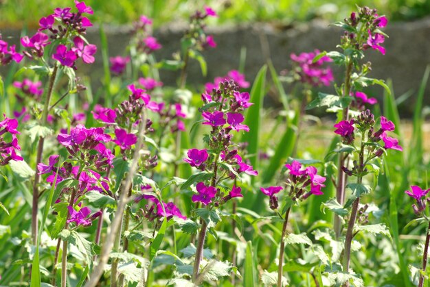 Fleurs sur terrain