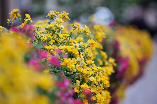 Fleurs sur la terrasse du restaurant