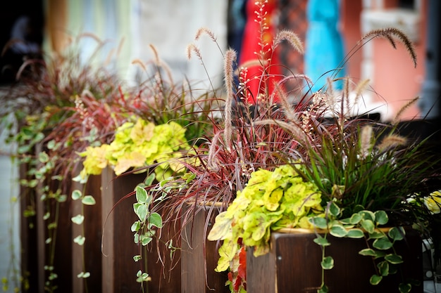 Fleurs sur la terrasse du restaurant