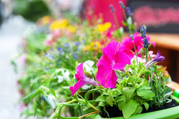 Fleurs sur la terrasse du restaurant