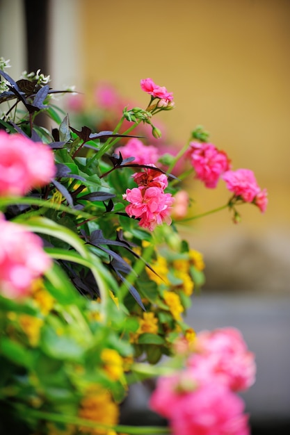 Fleurs sur la terrasse du restaurant