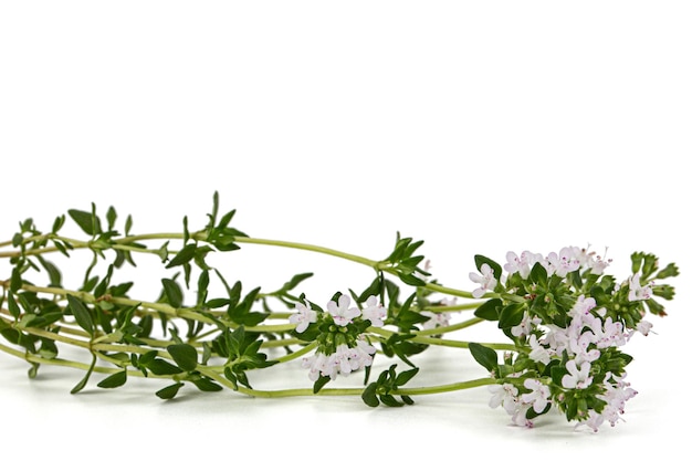 Fleurs de thym lat Thymus isolé sur fond blanc