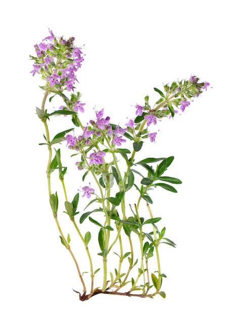 Photo fleurs de thym sauvage isolés sur fond blanc brins en fleurs de thymus serpyllum
