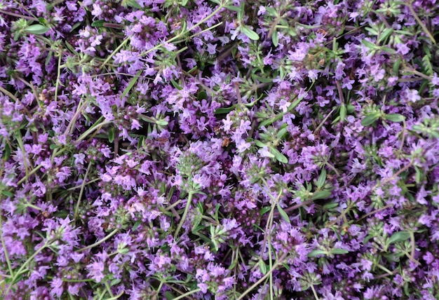 Photo fleurs de thym sauvage