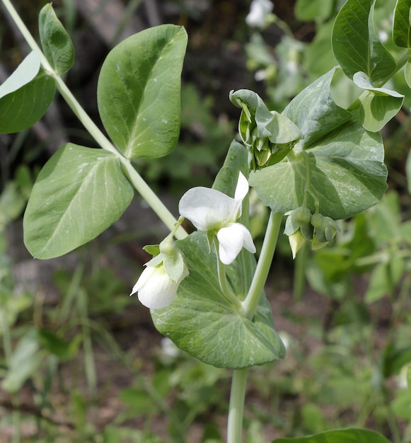 Fleurs sur une tige de pois vert dans la faune