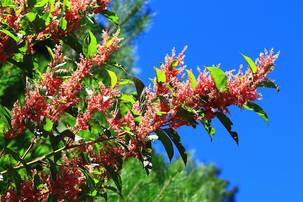 fleurs de Tiger Stick ou de Fleeceflower du Japon ou de renouée géante avec fond de ciel bleu