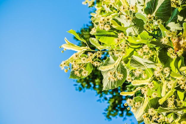 Photo des fleurs de tilleul blanc sur un fond de feuilles vertes des fleurs en fleurs