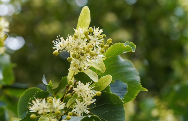 Fleurs de tilleul blanc (Tilia cordata) sur les branches d'arbres, fond de feuilles vertes, gros plan détail