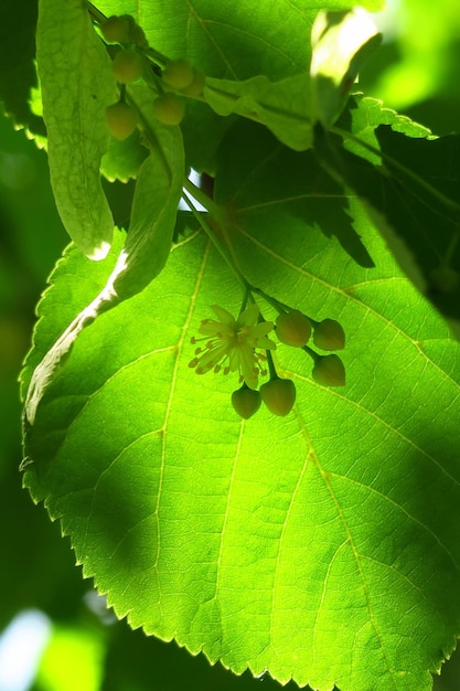 fleurs de tilleul sur une branche de tilleul