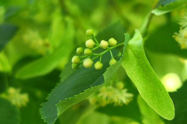 fleurs de tilleul sur une branche de tilleul