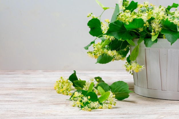 Fleurs de tilleul dans un panier blanc sur fond blanc Thé aux fleurs de tilleul