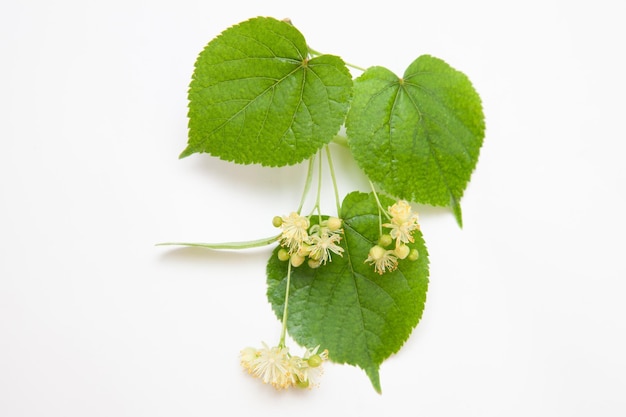 Fleurs de tilleul et feuilles de tilleul sur fond blanc