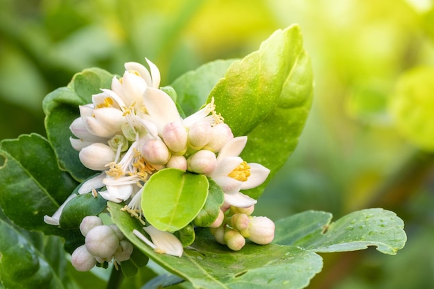 Fleurs de tilleul fleur de citron sur l'arbre parmi les feuilles vertes arrière-plan flou fleur de bergamote