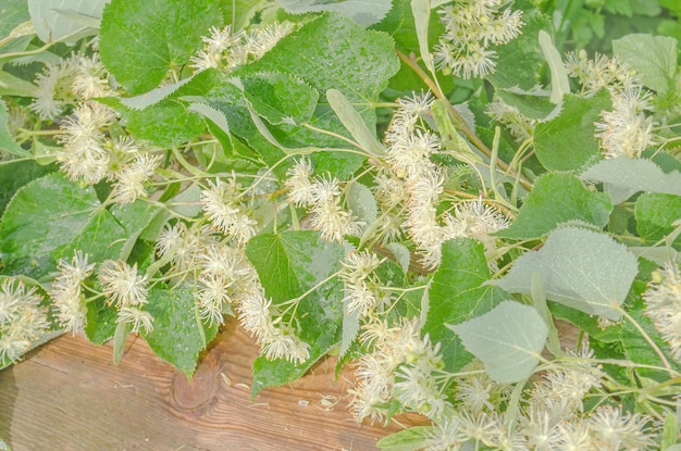 Fleurs de tilleul sur fond de bois Médecine complémentaire alternative folklorique