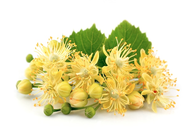 Fleurs de tilleul sur un mur blanc