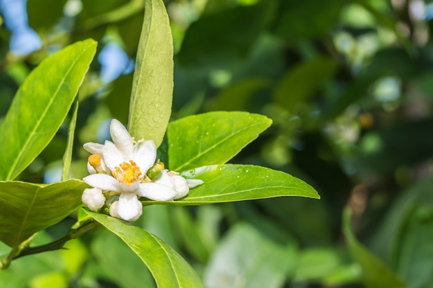 Fleurs de tilleul