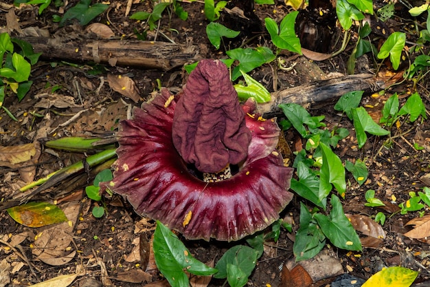 Fleurs de Titan Arum qui poussent à l'état sauvage