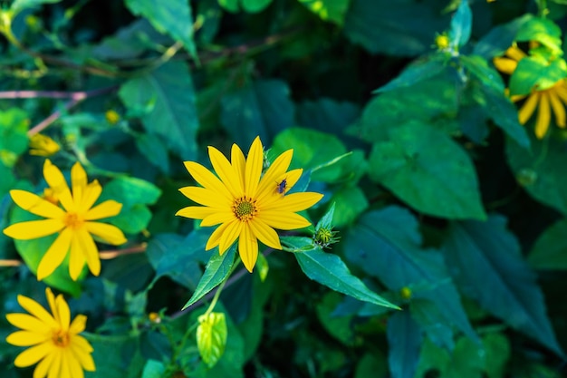 Fleurs de topinambour. Fleurs jaunes en fleurs dans le pré. voler assis sur une fleur