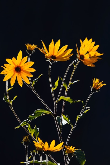 Photo fleurs de topinambour ou topinambour lumineux sur fond noir