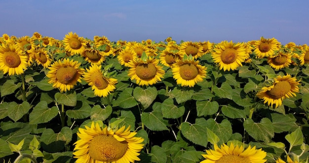 Fleurs de tournesol close up Champ agricole de tournesol en fleurs