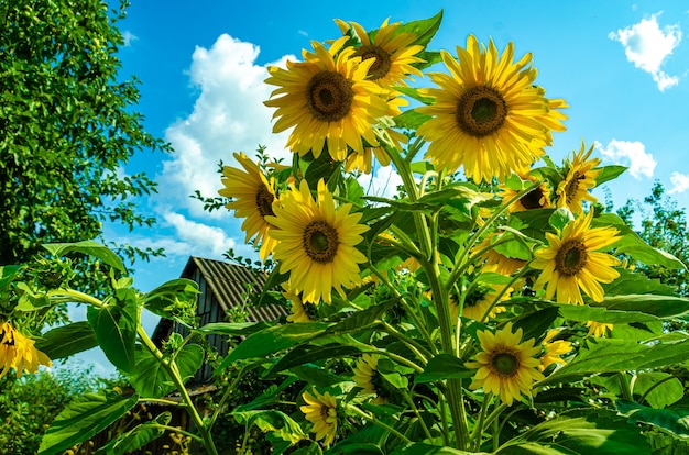 fleurs de tournesol dans le jardin sous les rayons du soleil d'été