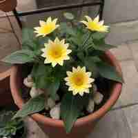 Photo les fleurs de tournesol poussent d'une petite plante dans un pot d'une couleur douce et harmonieuse.