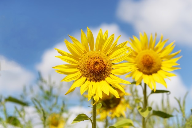 Fleurs de tournesol