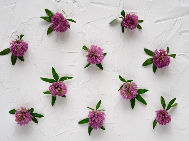 Fleurs de trèfle sur fond blanc