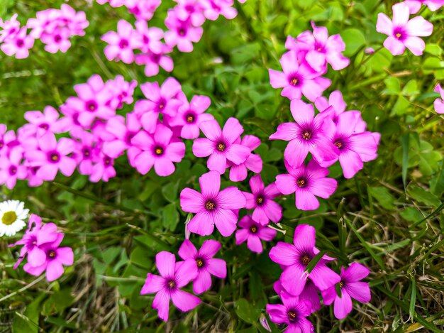 Fleurs de trèfle de printemps sur Meadow