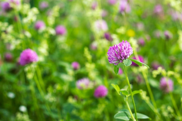 fleurs de trèfle rose dans le pré en journée d'été ensoleillée