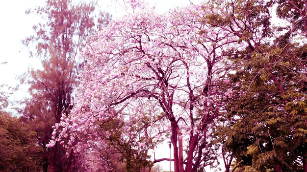 Des fleurs de trompette roses fleurissent un arbre de tunnel romantique Le printemps La saison de l'été change le paysage urbain coloré