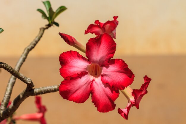 Fleurs tropicales d&#39;azalées roses