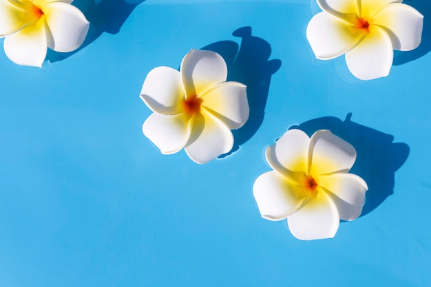 Fleurs tropicales sur fond bleu de l'eau. Vue de dessus, mise à plat.