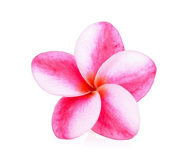 Fleurs tropicales frangipanier (plumeria) sur fond blanc