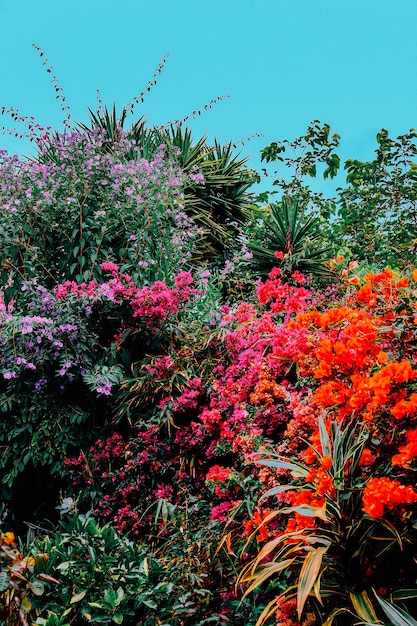 Les fleurs tropicales se mélangent aux îles Canaries. Concept de mode d'amateur de jardin