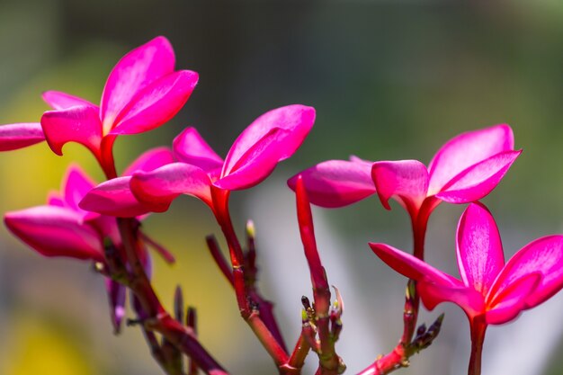 Fleurs tropicales