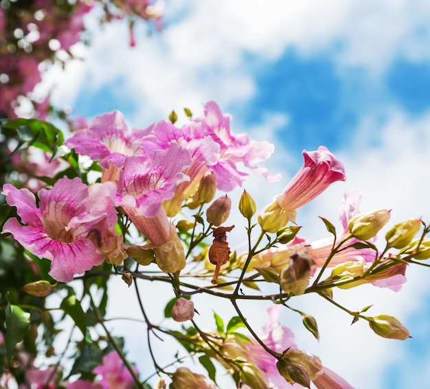 fleurs tropicales